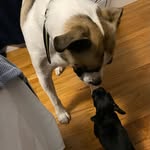 Benson and Mable - @bensonandmable - Instagram