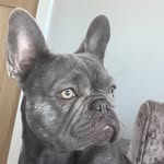 MABLE BENSON 🐶 - @frenchbulldogmaxi - Instagram