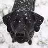 Julia Woods - @mable_theblacklab - TikTok