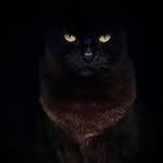 Mable - @blackcatmable - Instagram