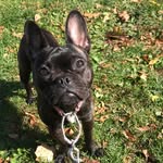 Mable - @mable_black_frugton - Instagram