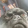 Mable the black pug - @mabletheblackpug - TikTok