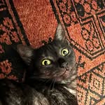 Mable the ghost tabby - @mable_black_cat - Instagram