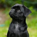 Mable the Little Black Pug - @pugmable - Instagram