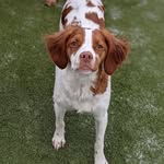 Mable - @mablethebritt - Instagram