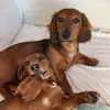 Maple & Bruce - @maple.bruce - TikTok