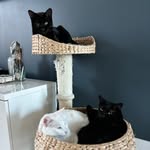 Sable, Mable & Bruce Wayne - @sable_mable_brucewayne - Instagram