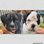 The Bruce & Mable Show - @the.bruce.and.mable.show - Instagram