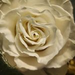 Mabel M. Buchanan - @mabelm.buchanan - Instagram