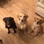 Buck, Lucy and Mable Wolf - @buckmablelucylu - Instagram