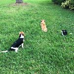 Mable & Charles - @puppernuggetz - Instagram