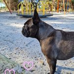 Mable Delicious 💕 - @mablecherryfrenchie - Instagram
