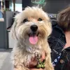 Mabel Cooper - @maltipoodle5 - TikTok