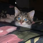 mabel narcissa davidson - @mabels.moves - Instagram
