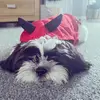 Mableday86🐶 - @mableday86 - TikTok