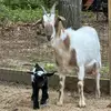mabledeanfarm - @mabledeanfarm2 - TikTok