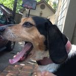 mabel dodson🐶 - @_mabe_the_babe - Instagram