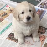 Mabel Doyle - @doggo_mabel - Instagram