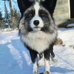 fox mable - @therian_fox_mable - Instagram