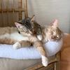 Steve and Mable - @steveandmablefrank - TikTok