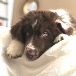 Mable Gallagher-Gamble - @mable_the_newfie - Instagram