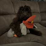 Mabel Garner - @mabelthecockapoo25 - Instagram