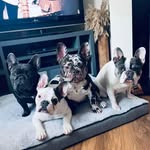 Mabel 🐾 Vinny 🐾Mavis 🐾Gordon🐾 - @mabelvinnymavis - Instagram