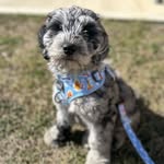 Mable Grace 🐾 - @mablegracethedoodle - Instagram