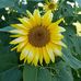 Mable Gracen - Facebook