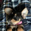 Mable and Harrison - @mablethepup1 - TikTok