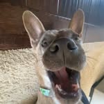 Mabel Higgins - @mabel_the_weimaraner_mix - Instagram