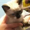 Mabelisawesome - @mabelhiggins - TikTok