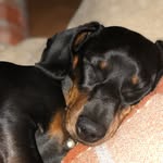 Mable Hoffman - @tinybabymable - Instagram