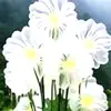 mabelle hyde - @mabelle.hyde - TikTok