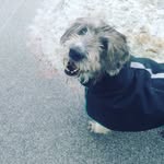 mable - @mable.thedog.fromkentucky - Instagram