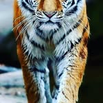 Mabel Koch - @mabelkoch602 - Instagram