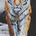 Mabel Koch - @mabelkoch83 - Instagram