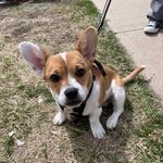 Mabel lynn - @mabel_lynn_pupper - Instagram