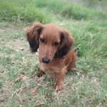 Mable Lynn Müth - @mabletheminidoxie - Instagram