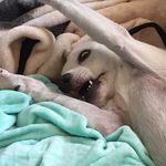 Mable Lynn Rogers🐶🐾 - @mable_bean - Instagram