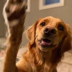 Mable - @mable.lynn2019 - Instagram