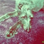 Lolly Mable Marsh🍃 - @lolly_lula_lurcher - Instagram