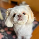 Mabel Mason - @miss_mabelsyrup - Instagram