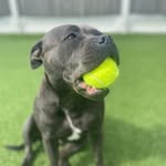 Mabel Mason 🐶 - @mabel.the.blue.staff - Instagram