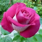 Mable Mathew - Facebook