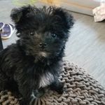 Mabel Maxwell - @mabeltails - Instagram