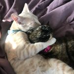 Mable & Maxwell 🐱 - @mable_and_maxwell - Instagram