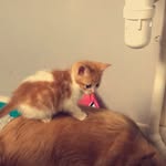 Mable_Syrup - @mable_kitty_mcbride - Instagram