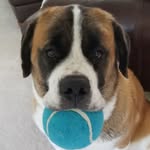 Mable Michael Day - @mable_the_bernard - Instagram