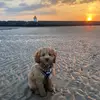 Mabel Morgan - @mabel.the.cavapoo - TikTok